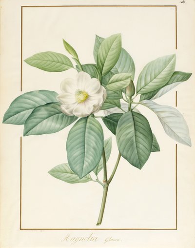 Magnolia Glauca, 1811 (wc a tělová barva přes grafit na pergamenu) od Pierre Joseph Redouté